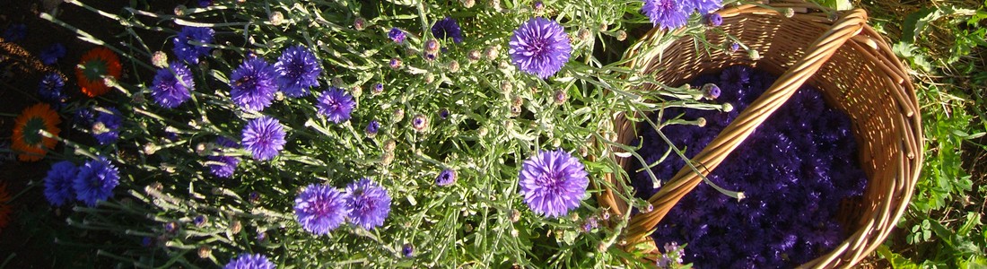 Récolte de fleurs de Bleuets
